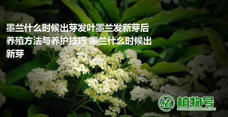 墨兰什么时候出芽发叶墨兰发新芽后养殖方法与养护技巧 墨兰什么时候出新芽