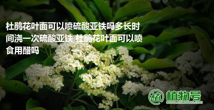 杜鹃花叶面可以喷硫酸亚铁吗多长时间浇一次硫酸亚铁 杜鹃花叶面可以喷食用醋吗