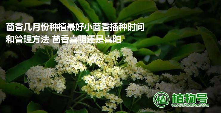 茴香几月份种植最好小茴香播种时间和管理方法 茴香喜阴还是喜阳