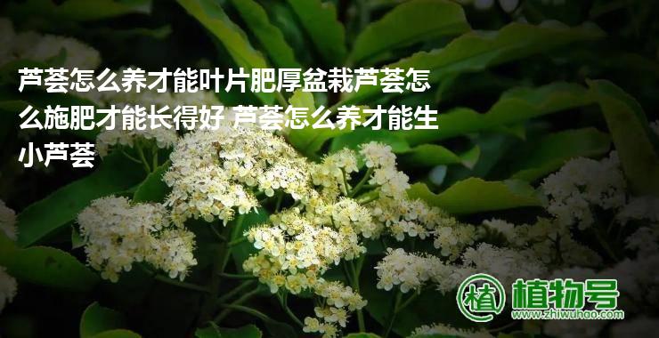 芦荟怎么养才能叶片肥厚盆栽芦荟怎么施肥才能长得好 芦荟怎么养才能生小芦荟