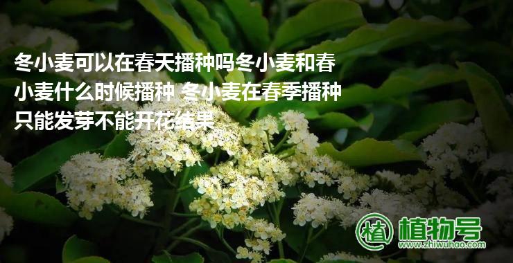 冬小麦可以在春天播种吗冬小麦和春小麦什么时候播种 冬小麦在春季播种只能发芽不能开花结果