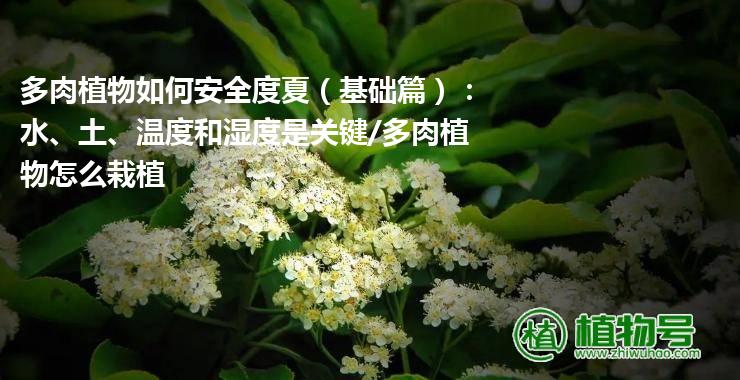 多肉植物如何安全度夏（基础篇）：水、土、温度和湿度是关键/多肉植物怎么栽植