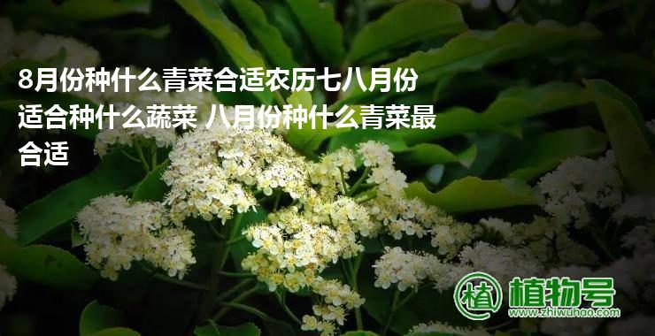 8月份种什么青菜合适农历七八月份适合种什么蔬菜 八月份种什么青菜最合适