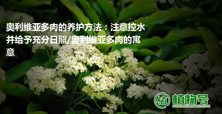 奥利维亚多肉的养护方法：注意控水并给予充分日照/奥利维亚多肉的寓意