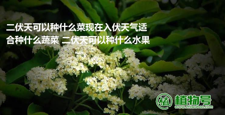 二伏天可以种什么菜现在入伏天气适合种什么蔬菜 二伏天可以种什么水果