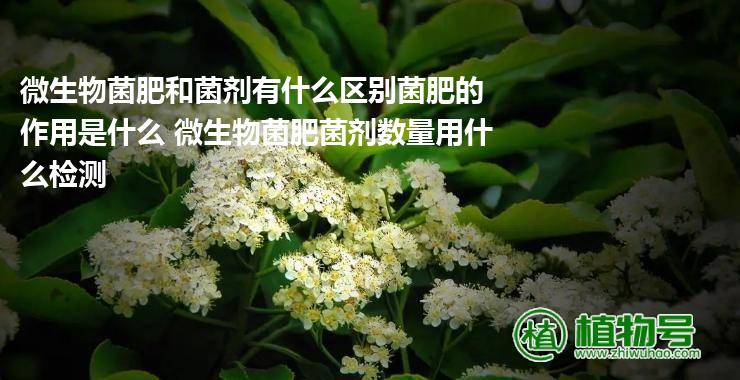 微生物菌肥和菌剂有什么区别菌肥的作用是什么 微生物菌肥菌剂数量用什么检测