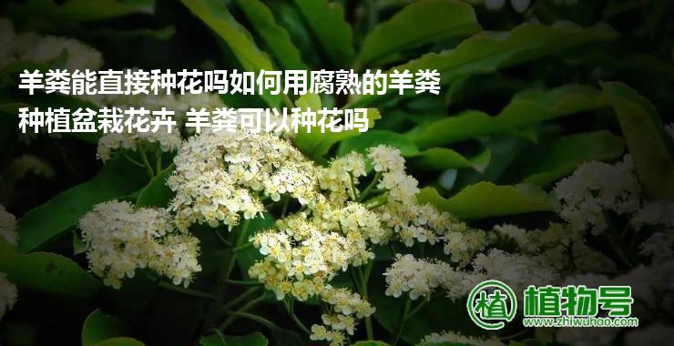 羊粪能直接种花吗如何用腐熟的羊粪种植盆栽花卉 羊粪可以种花吗