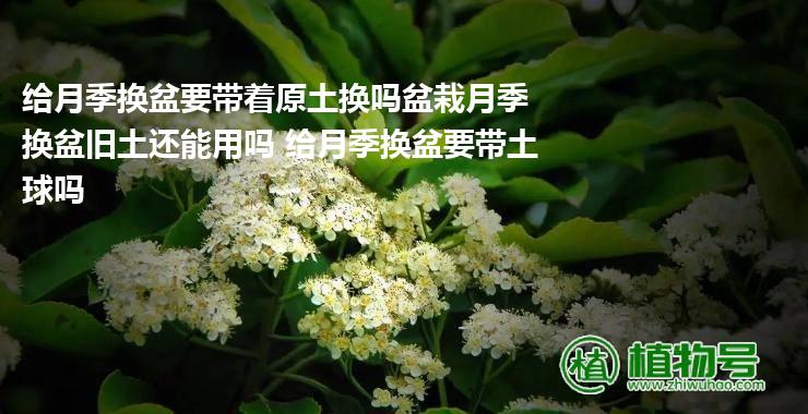 给月季换盆要带着原土换吗盆栽月季换盆旧土还能用吗 给月季换盆要带土球吗