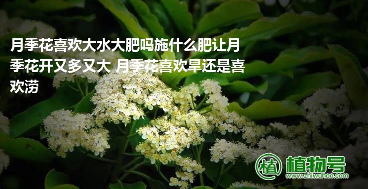 月季花喜欢大水大肥吗施什么肥让月季花开又多又大 月季花喜欢旱还是喜欢涝