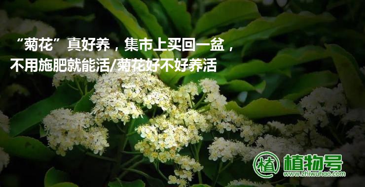 “菊花”真好养，集市上买回一盆，不用施肥就能活/菊花好不好养活