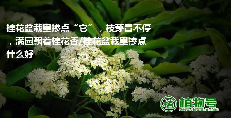 桂花盆栽里掺点“它”，枝芽冒不停，满园飘着桂花香/桂花盆栽里掺点什么好