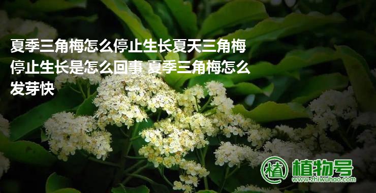 夏季三角梅怎么停止生长夏天三角梅停止生长是怎么回事 夏季三角梅怎么发芽快