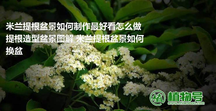 米兰提根盆景如何制作最好看怎么做提根造型盆景图解 米兰提根盆景如何换盆