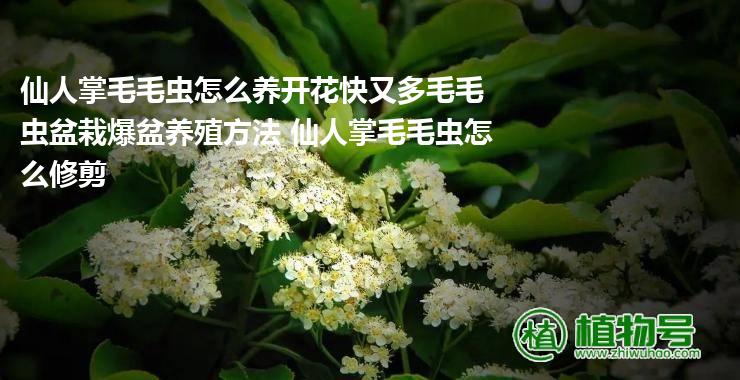 仙人掌毛毛虫怎么养开花快又多毛毛虫盆栽爆盆养殖方法 仙人掌毛毛虫怎么修剪