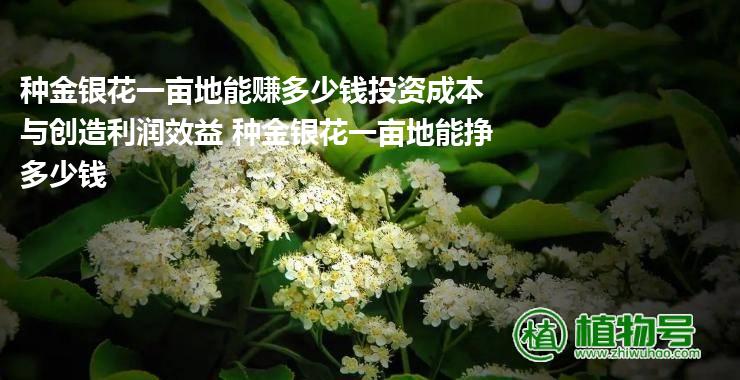 种金银花一亩地能赚多少钱投资成本与创造利润效益 种金银花一亩地能挣多少钱