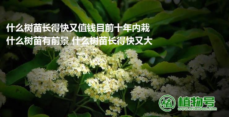 什么树苗长得快又值钱目前十年内栽什么树苗有前景 什么树苗长得快又大