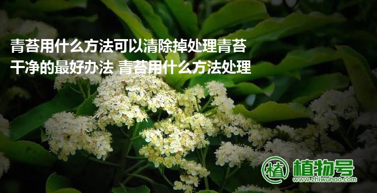 青苔用什么方法可以清除掉处理青苔干净的最好办法 青苔用什么方法处理