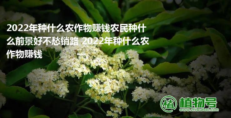 2022年种什么农作物赚钱农民种什么前景好不愁销路 2022年种什么农作物赚钱