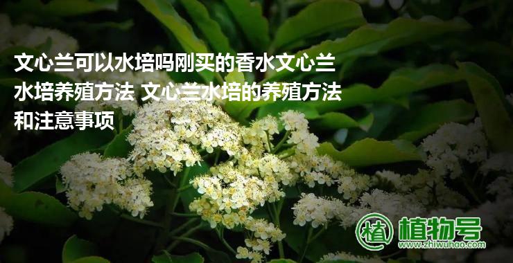 文心兰可以水培吗刚买的香水文心兰水培养殖方法 文心兰水培的养殖方法和注意事项