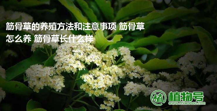 筋骨草的养殖方法和注意事项 筋骨草怎么养 筋骨草长什么样