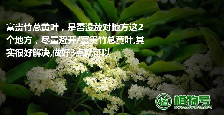 富贵竹总黄叶，是否没放对地方这2个地方，尽量避开/富贵竹总黄叶,其实很好解决,做好3点就可以