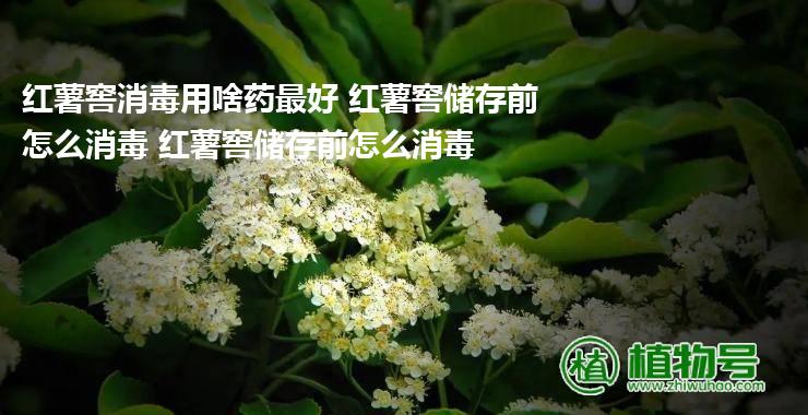 红薯窖消毒用啥药最好 红薯窖储存前怎么消毒 红薯窖储存前怎么消毒