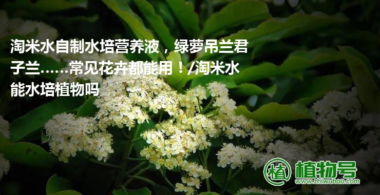 淘米水自制水培营养液，绿萝吊兰君子兰……常见花卉都能用！/淘米水能水培植物吗