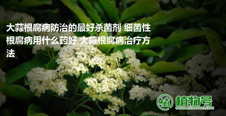 大蒜根腐病防治的最好杀菌剂 细菌性根腐病用什么药好 大蒜根腐病治疗方法