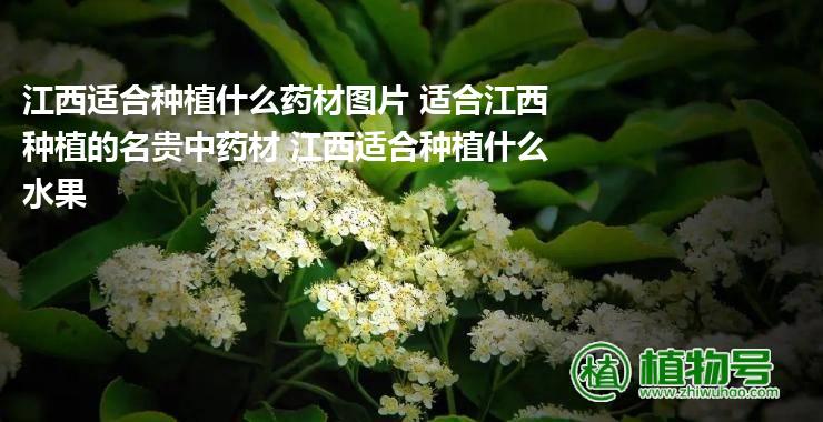 江西适合种植什么药材图片 适合江西种植的名贵中药材 江西适合种植什么水果