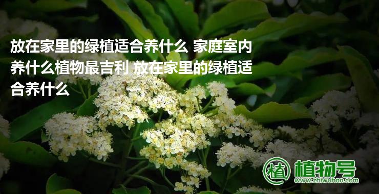 放在家里的绿植适合养什么 家庭室内养什么植物最吉利 放在家里的绿植适合养什么