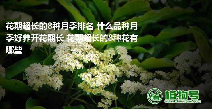 花期超长的8种月季排名 什么品种月季好养开花期长 花期超长的8种花有哪些