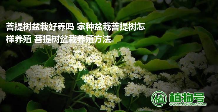 菩提树盆栽好养吗 家种盆栽菩提树怎样养殖 菩提树盆栽养殖方法