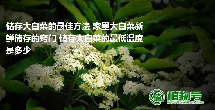 储存大白菜的最佳方法 家里大白菜新鲜储存的窍门 储存大白菜的最低温度是多少