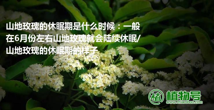 山地玫瑰的休眠期是什么时候：一般在6月份左右山地玫瑰就会陆续休眠/山地玫瑰的休眠期的样子