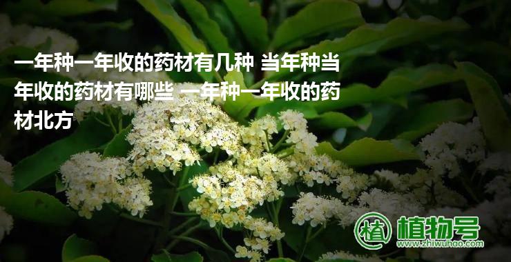 一年种一年收的药材有几种 当年种当年收的药材有哪些 一年种一年收的药材北方