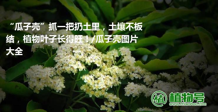 “瓜子壳”抓一把扔土里，土壤不板结，植物叶子长得旺！/瓜子壳图片大全