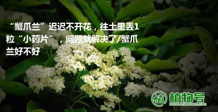 “蟹爪兰”迟迟不开花，往土里丢1粒“小药片”，问题就解决了/蟹爪兰好不好