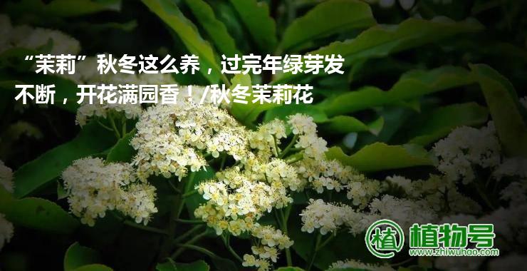 “茉莉”秋冬这么养，过完年绿芽发不断，开花满园香！/秋冬茉莉花