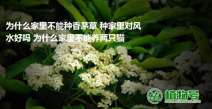 为什么家里不能种香茅草 种家里对风水好吗 为什么家里不能养两只猫