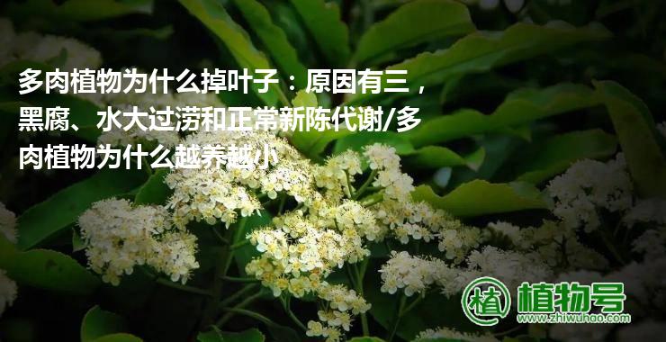 多肉植物为什么掉叶子：原因有三，黑腐、水大过涝和正常新陈代谢/多肉植物为什么越养越小