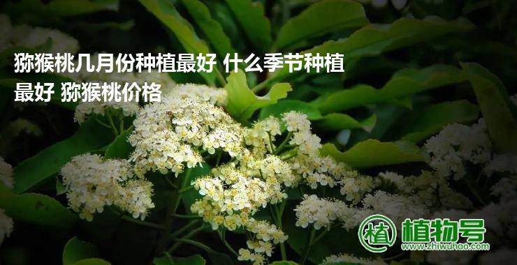 猕猴桃几月份种植最好 什么季节种植最好 猕猴桃价格