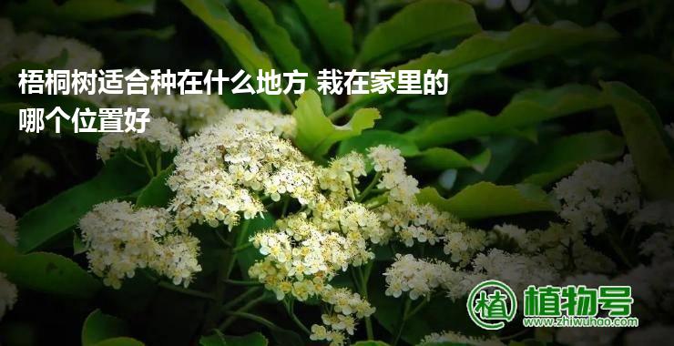 梧桐树适合种在什么地方 栽在家里的哪个位置好