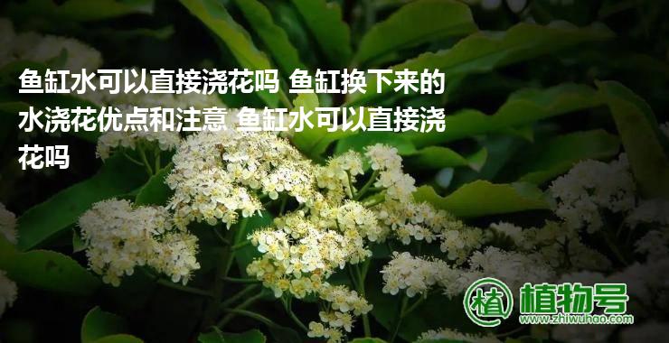 鱼缸水可以直接浇花吗 鱼缸换下来的水浇花优点和注意 鱼缸水可以直接浇花吗