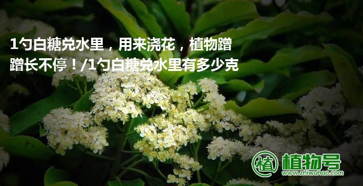 1勺白糖兑水里，用来浇花，植物蹭蹭长不停！/1勺白糖兑水里有多少克