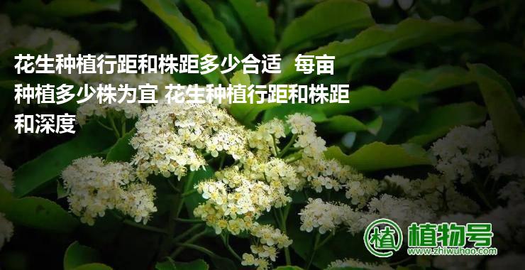 花生种植行距和株距多少合适  每亩种植多少株为宜 花生种植行距和株距和深度