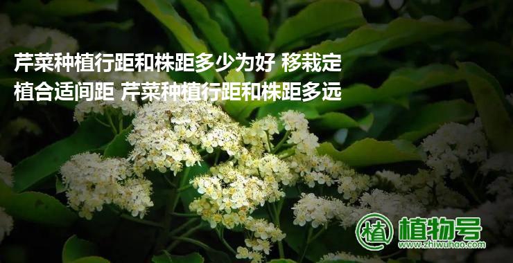 芹菜种植行距和株距多少为好 移栽定植合适间距 芹菜种植行距和株距多远