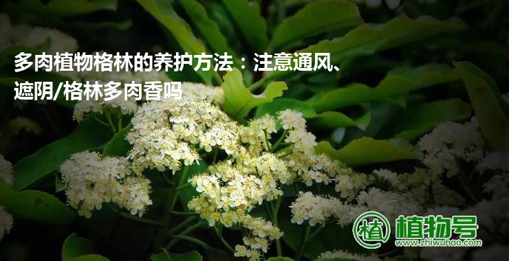 多肉植物格林的养护方法：注意通风、遮阴/格林多肉香吗