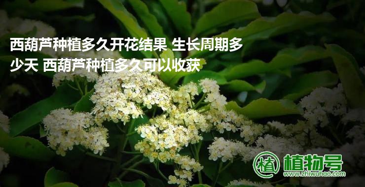 西葫芦种植多久开花结果 生长周期多少天 西葫芦种植多久可以收获