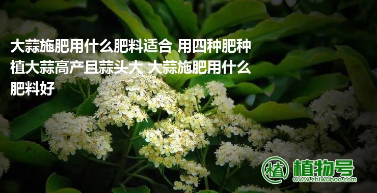 大蒜施肥用什么肥料适合 用四种肥种植大蒜高产且蒜头大 大蒜施肥用什么肥料好