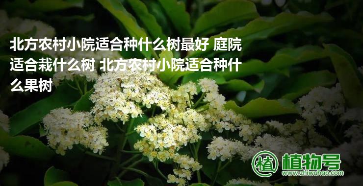 北方农村小院适合种什么树最好 庭院适合栽什么树 北方农村小院适合种什么果树